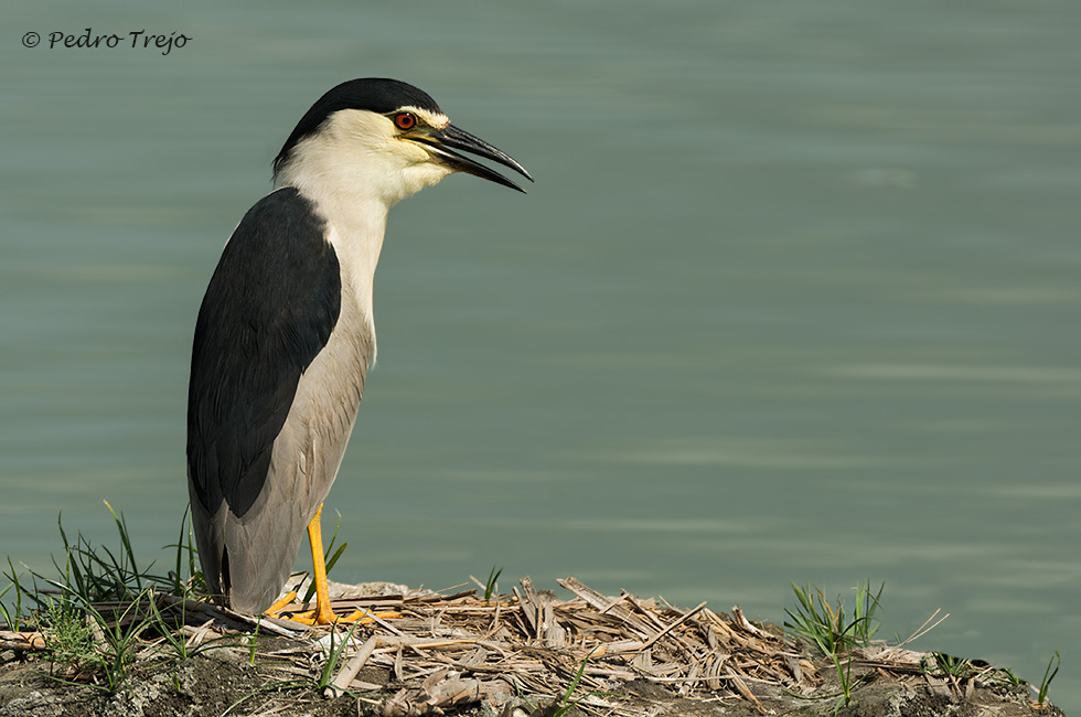 Martinete (Nycticorax nycticorax)